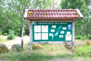 Fiske i Alljungen